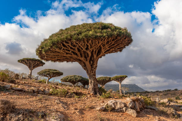 istock Dragon trees on Socotra Island, Yemen 1411461037