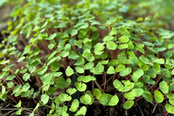 istock Buckwheat Cover Crop 1411461198
