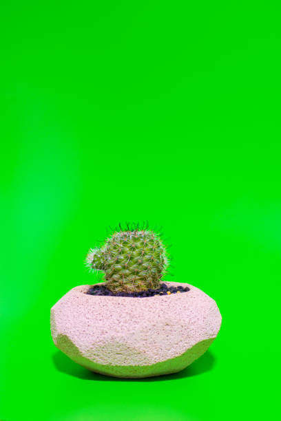der kaktusbaum befindet sich in einer topfpflanze. auf einer grünfläche mit leeren - resound stock-fotos und bilder