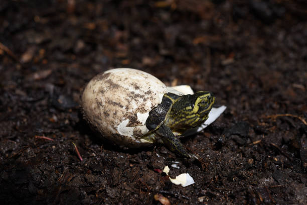 baby Yellow headed Temple Turtle hatching from egg with natural background.