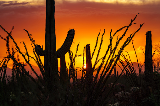 Saguaro cactus against setting sun