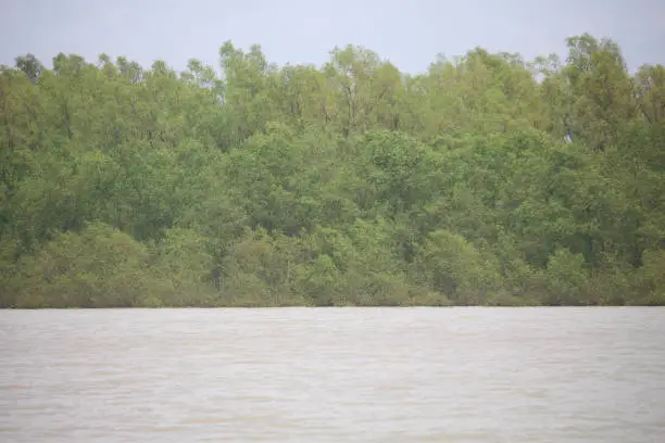 Photo of Most of the plants in the Sundarbans remain under water during the monsoon season