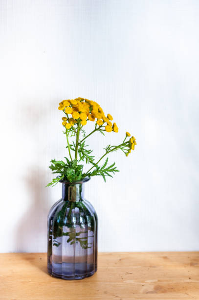 istock a tansy flower in a bottle 1411462626