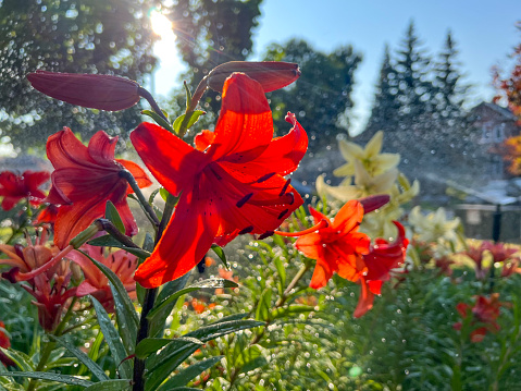 Ontario, Canada.