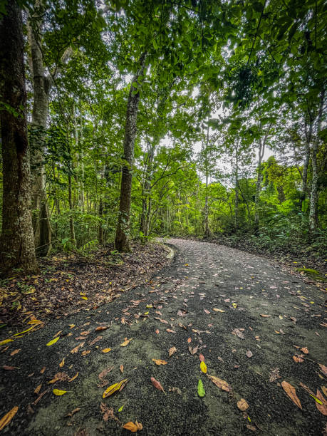 istock Walking in the middle of the forest 1411463367