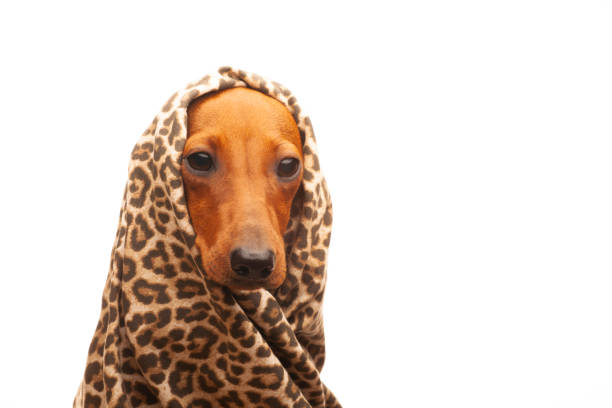 image of dog white background