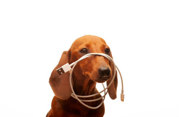 istock image of dachshund dog portrait usb lightning charger cable white background studio 1411463580