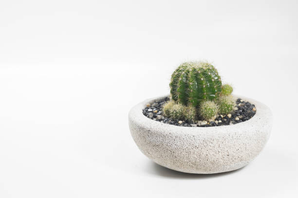 istock Cactus tree in a concrete pot on a white background. 1411465031
