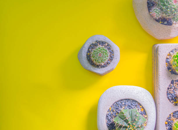 vue de différents cactus cultivés dans un pot d’arbre vu d’un - resound photos et images de collection