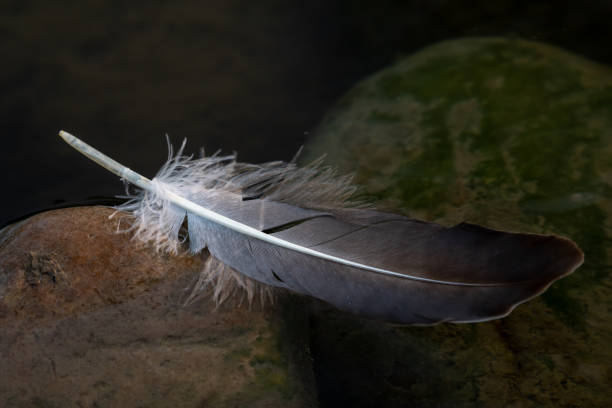 istock bird feather in the water on mossy stones 1411465329