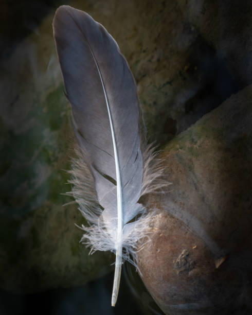 istock bird feather in the water on mossy stones 1411465335