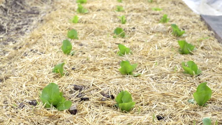 Vegetable garden