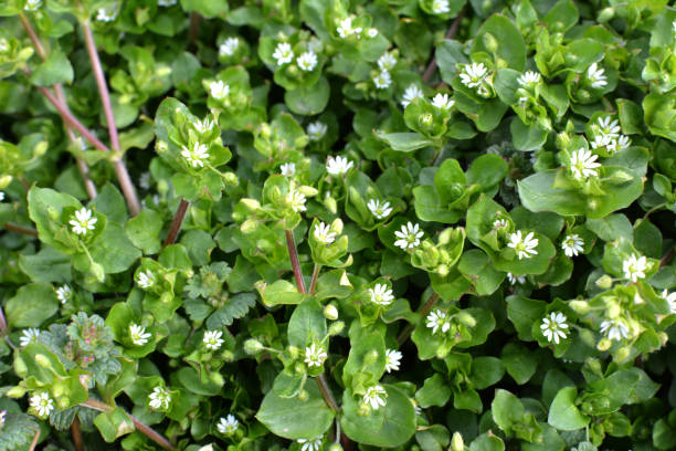 istock In the spring, Stellaria media grows in nature 1411467714