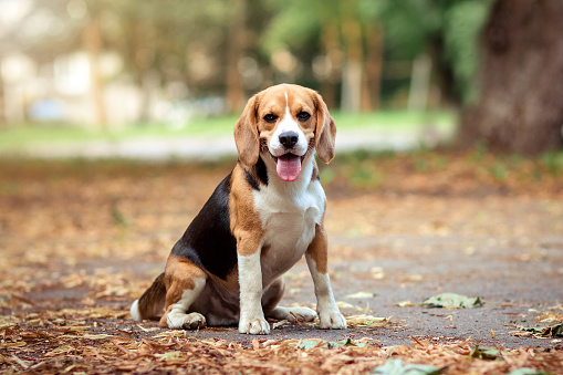 Brown dog beagle sitting on path in autumn natural park location among orange yellow fallen leaves, looking and posing at camera. Summer, autumn time. Extra wide banner and copy space.