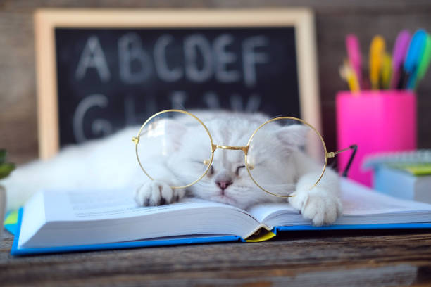 ein kleines weißes kätzchen in einer brille für das sehen schläft auf offenen büchern vor dem hintergrund einer schulbehörde mit dem englischen alphabet. die katze ist es leid, hausaufgaben zu machen. back-to-school-konzept. - tier rücken stock-fotos und bilder