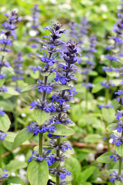 istock Ajuga reptans grows and blooms in herbs 1411470166