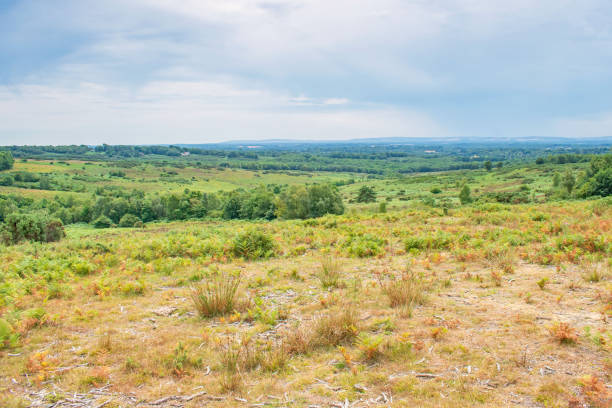 Ashdown Forests colourful Heathland on a July Afternoon Ashdown Forests rolling colourful Heathland on a July Afternoon ashdown forest photos stock pictures, royalty-free photos & images