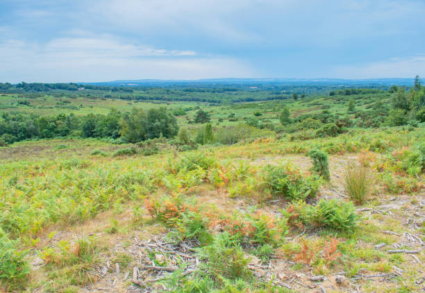 Ashdown Forest Rolling Hills and Heathland on a July Day Ashdown Forest Colourful Rolling Hills and Heathland on a July Day ashdown forest photos stock pictures, royalty-free photos & images