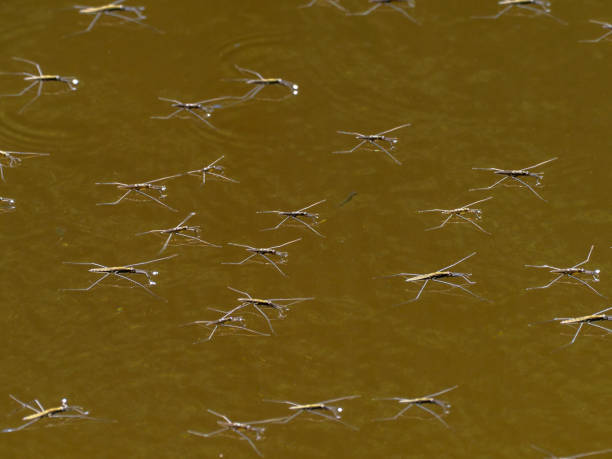 Water Strider Water Strider insects on the surface of the River Teifi, Wales teifi river stock pictures, royalty-free photos & images