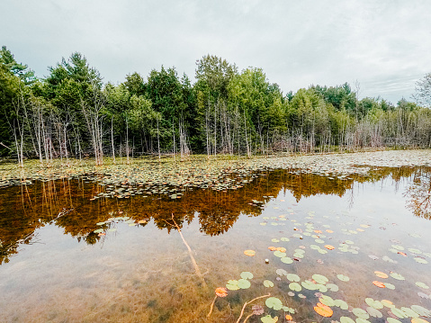 Dramatic views of nature’s natural beauty as it reflects on an ancient inland waterway. A flood plain area for Lake Michigan with old growth coniferous trees. Marsh swampland in the foreground with bright green Lily pads. Significant underwater growth can be seen through the clear waters. Located in Spring Lake Park in Petoskey, MI, USA.