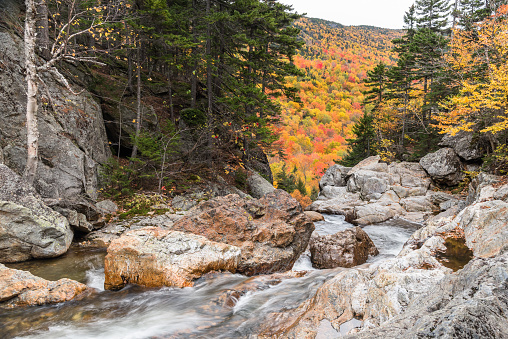 Fast flowing mountain stream in autumn. Stunning fall foliage in background. Pinkham Notch, NH, USA.