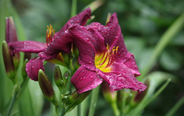Daylily flower Hemerocallis Purplelicious in water drops after rain Daylily flower Hemerocallis Purplelicious in water drops after rain. Selective focus. day lily stock pictures, royalty-free photos & images
