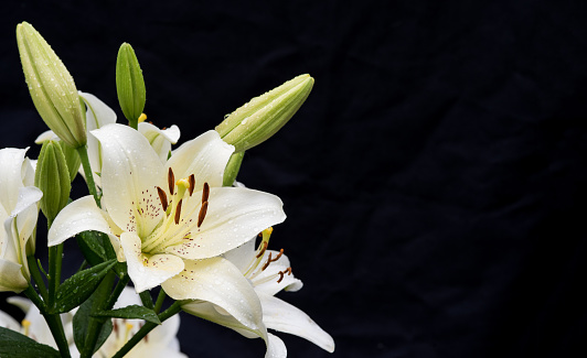 White Daylily in drops after rain on a black background. Selective focus