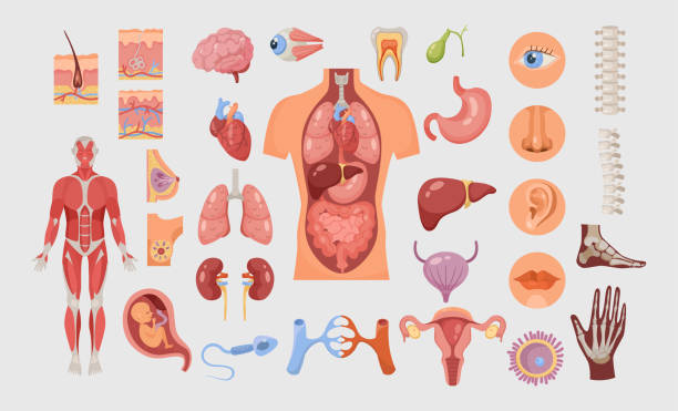 Human body parts and internal organs vector illustrations set Human body parts and internal organs vector illustrations set. Cardiovascular, respiratory and digestive systems isolated on white background. Anatomy, physiology, education, medicine, science concept tissue anatomy stock illustrations