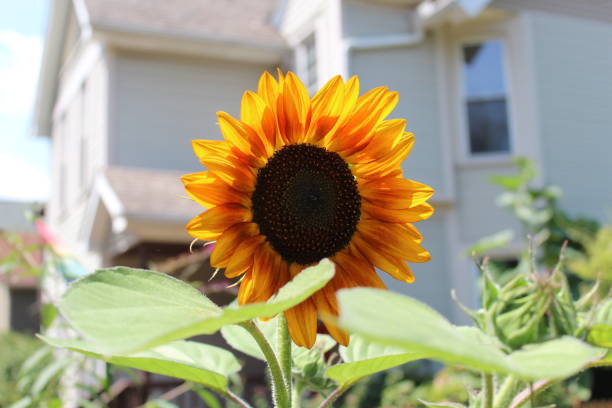istock sunflower in front of a  house 1411475132