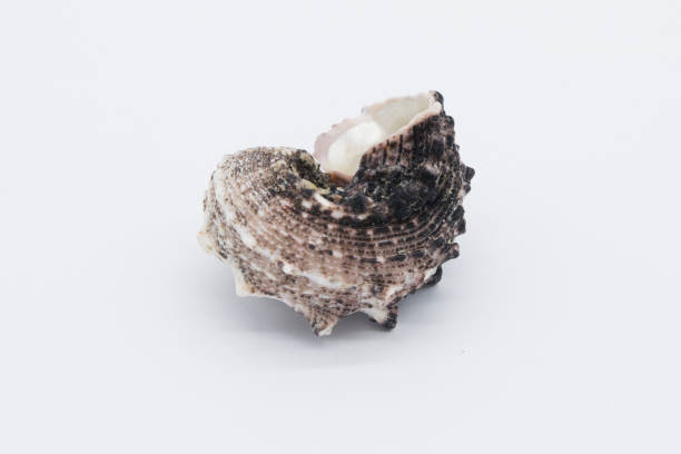 istock view of a sea shell on a white background. 1411475220