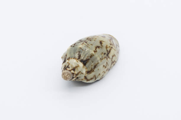 istock view of a sea shell on a white background. 1411475342