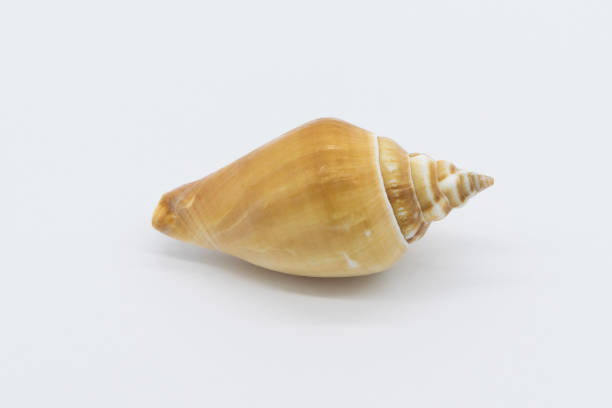 istock view of a sea shell on a white background. 1411475353