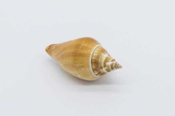 istock view of a sea shell on a white background. 1411475369