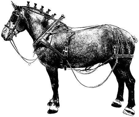 Percheron draft horse in driving tack in black on white background