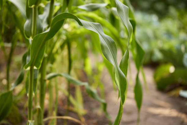 istock fresh green corn field on the sunny day 1411476995