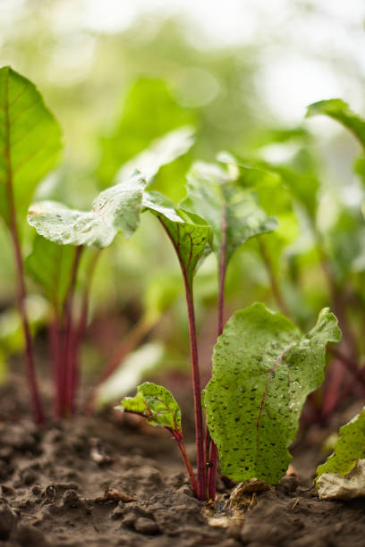 istock Beetroot plants growing in a row in the garden. 1411477013