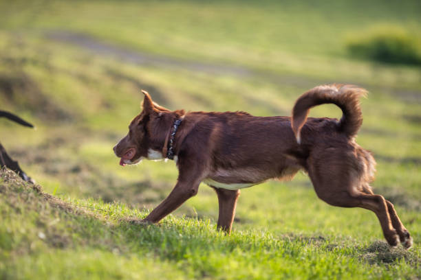 istock Dog in a meadow 1411477874