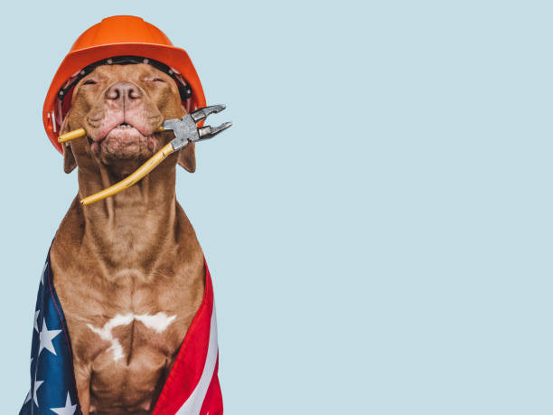 istock Lovable, pretty brown puppy and hand tools 1411483483