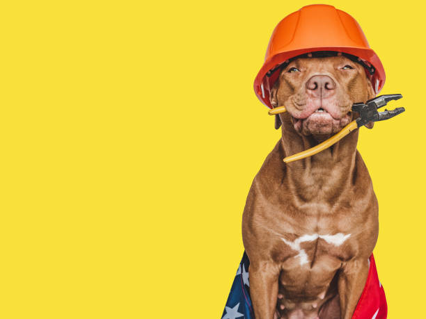 istock Lovable, pretty brown puppy and hand tools 1411483493