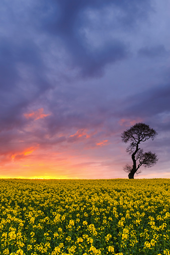 Wide angle view of rapeseed oil canola field at sunset with a lone silhouetted tree against the sky. England, UK.