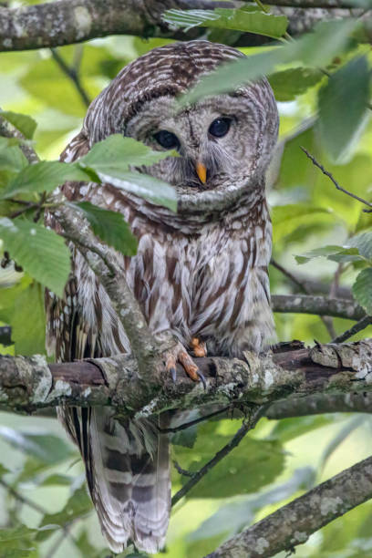 istock barred owl perched at a tree branch, Port Coquitlam, BC, Canada 1411486657