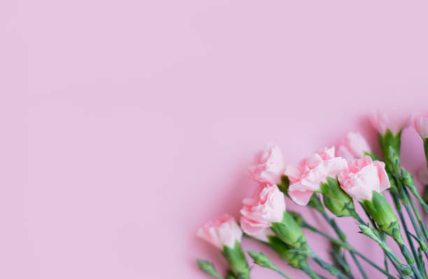 istock Flowers composition. Pink flowers on soft pink background. Spring, summer concept. Flat lay, top view, copy space. 1411487575