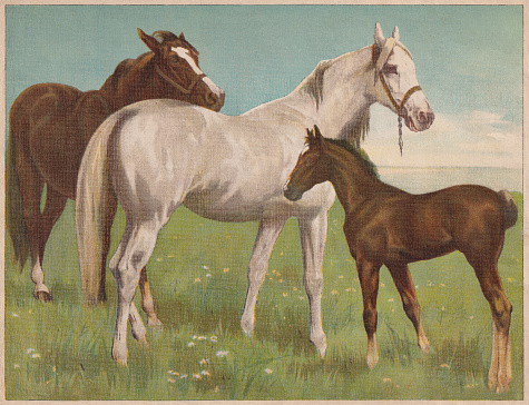 Horses and foal. Chromolithograph, published ca. 1898.