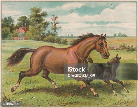 istock Horse and foal, chromolithograph, published ca. 1898 1411487800