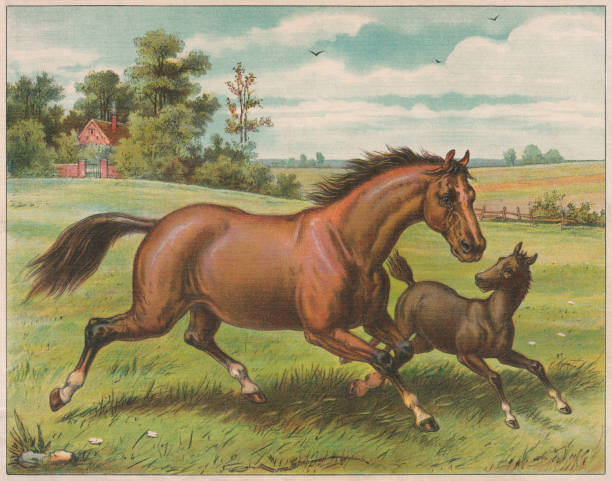 Horse and foal, chromolithograph, published ca. 1898 vector art illustration