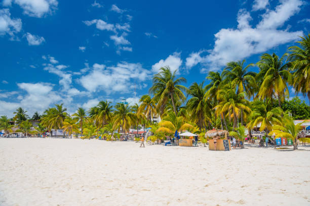 화창한 날에는 하얀 모래와 손바닥이있는 해변의 코코스 비치 바, isla mujeres 섬, 카리브해, 칸쿤, 유카탄, 멕시코 - isla mujeres mexico beach color image 뉴스 사진 이미지