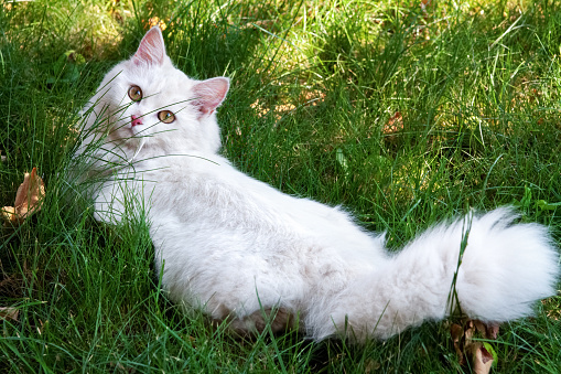 Beautiful white, fluffy cat with brown eyes and pink nose lies on the green grass and looks intently at the camera