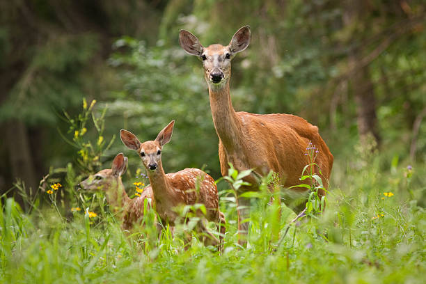 istock White-tailed doe with twin fawns 141148812