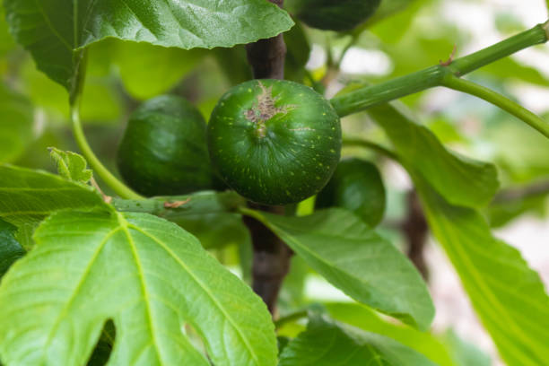 istock Close up of a green fig on a branch 1411489224