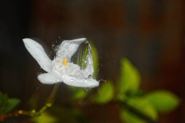 istock White flowers in the rain 1411492539